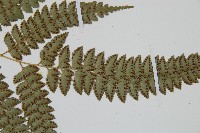 斜方複葉耳蕨藏品圖，第4張