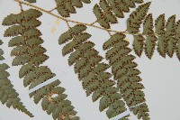 斜方複葉耳蕨藏品圖，第5張