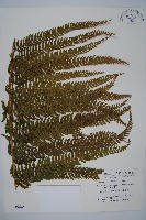 粗毛鱗蓋蕨藏品圖，第1張