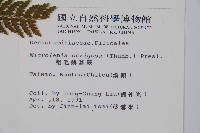 粗毛鱗蓋蕨藏品圖，第5張