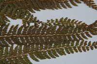 粗毛鱗蓋蕨藏品圖，第8張