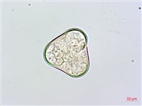 粗毛鱗蓋蕨藏品圖，第2張