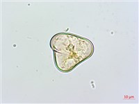 粗毛鱗蓋蕨藏品圖，第3張