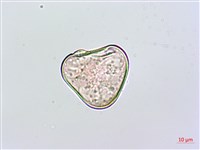 粗毛鱗蓋蕨藏品圖，第4張