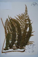 粗毛鱗蓋蕨藏品圖，第1張