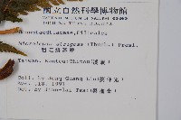 粗毛鱗蓋蕨藏品圖，第2張