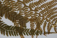 粗毛鱗蓋蕨藏品圖，第3張