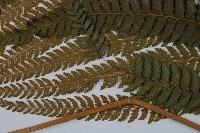 粗毛鱗蓋蕨藏品圖，第5張