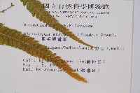 粗毛鱗蓋蕨藏品圖，第2張