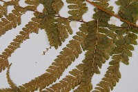 粗毛鱗蓋蕨藏品圖，第3張