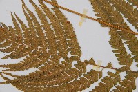 粗毛鱗蓋蕨藏品圖，第4張
