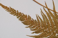 粗毛鱗蓋蕨藏品圖，第5張