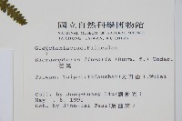 芒萁藏品圖，第2張