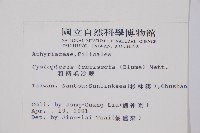 粗柄毛冷蕨藏品圖，第2張