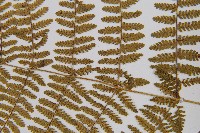 粗柄毛冷蕨藏品圖，第5張