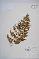 粗柄毛冷蕨藏品圖，第1張