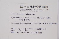 粗柄毛冷蕨藏品圖，第2張