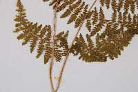 粗柄毛冷蕨藏品圖，第3張