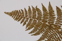 粗柄毛冷蕨藏品圖，第4張