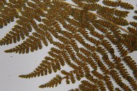 粗柄毛冷蕨藏品圖，第5張