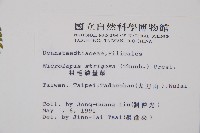 粗毛鱗蓋蕨藏品圖，第2張