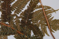 粗毛鱗蓋蕨藏品圖，第3張