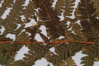 粗毛鱗蓋蕨藏品圖，第4張