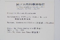 彎柄假複葉耳蕨藏品圖，第2張