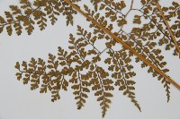 彎柄假複葉耳蕨藏品圖，第3張