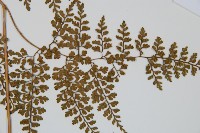 彎柄假複葉耳蕨藏品圖，第4張