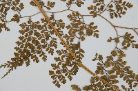 彎柄假複葉耳蕨藏品圖，第5張