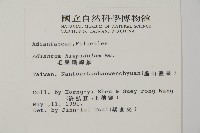 毛葉鐵線蕨藏品圖，第2張