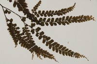 毛葉鐵線蕨藏品圖，第3張