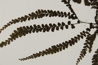 毛葉鐵線蕨藏品圖，第4張