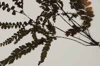 毛葉鐵線蕨藏品圖，第5張