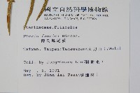 傅氏鳳尾蕨藏品圖，第2張