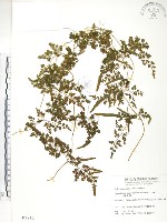 海金沙藏品圖，第1張