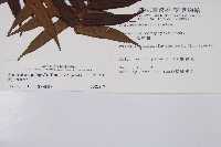 黑桫蕨藏品圖，第2張