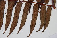 黑桫蕨藏品圖，第3張