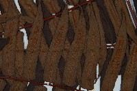 黑桫蕨藏品圖，第4張