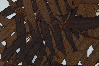 黑桫蕨藏品圖，第5張