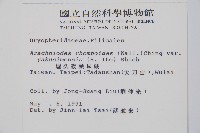 小葉複葉耳蕨藏品圖，第2張