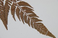 小葉複葉耳蕨藏品圖，第3張