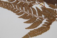 小葉複葉耳蕨藏品圖，第5張