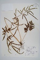 箭葉鳳尾蕨藏品圖，第1張