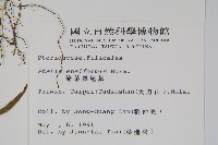 箭葉鳳尾蕨藏品圖，第2張