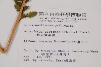 粗毛鱗蓋蕨藏品圖，第2張