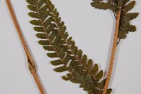 粗毛鱗蓋蕨藏品圖，第3張