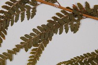 粗毛鱗蓋蕨藏品圖，第4張