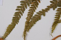 粗毛鱗蓋蕨藏品圖，第5張